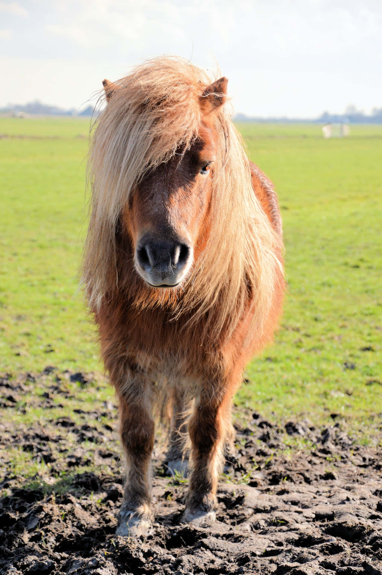 Get The Best Out Of Pony Wallpaper