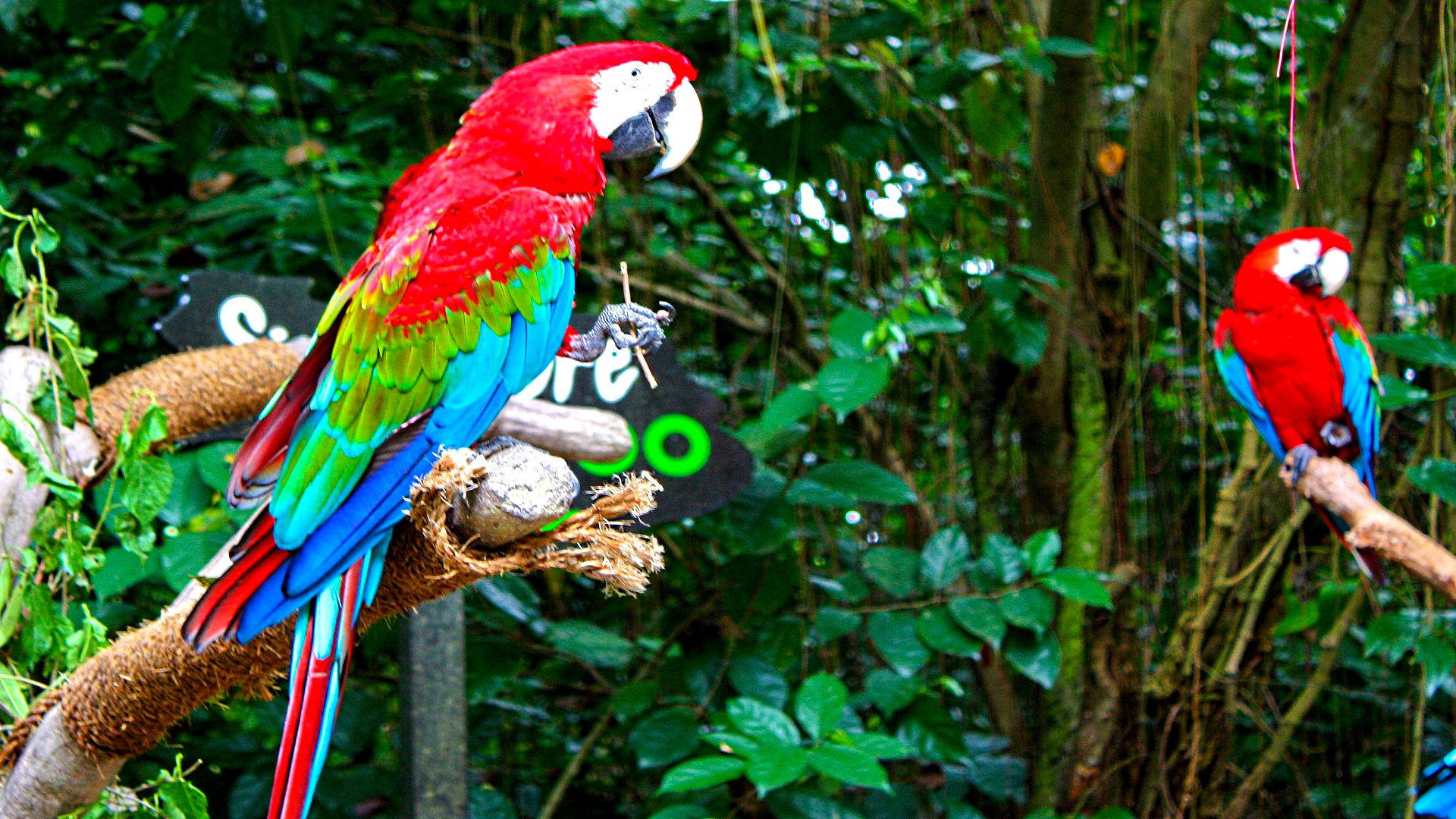 Red and green Macaw Wallpapers and Background Images   stmednet