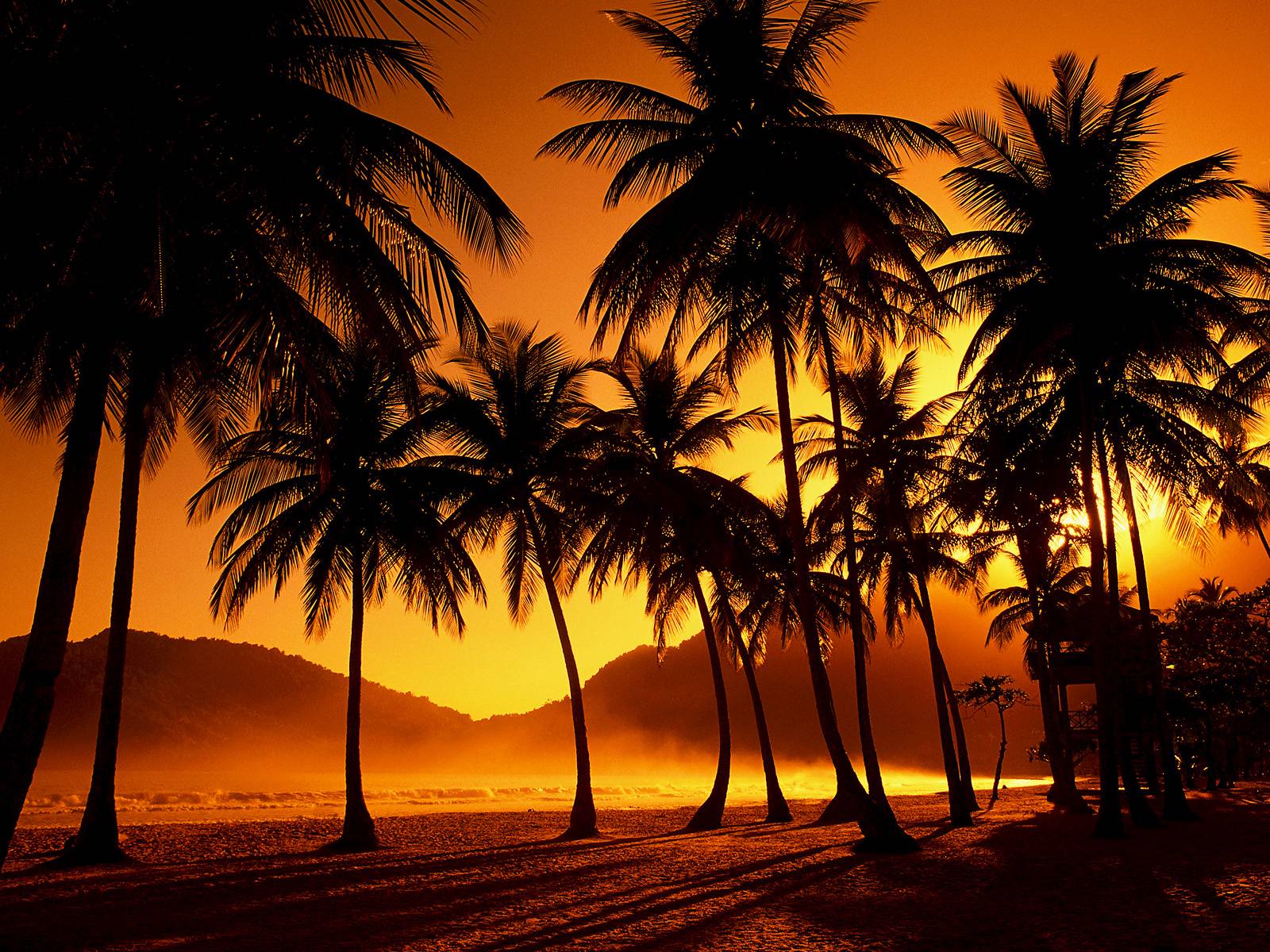 Palm Tree Sunset Wallpaper On