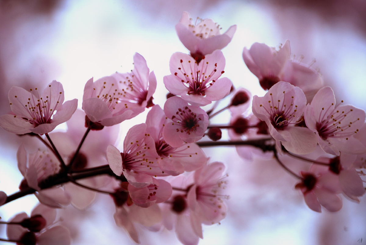 Wallpaper Sea Cherry Blossom Background