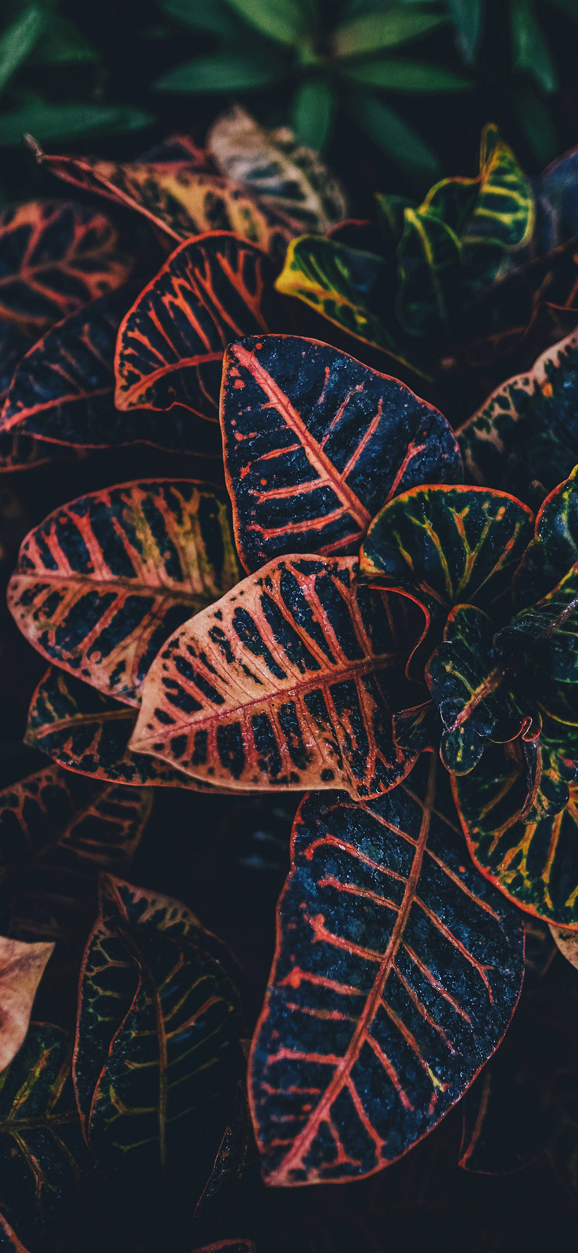 Plants iPhone Wallpaper