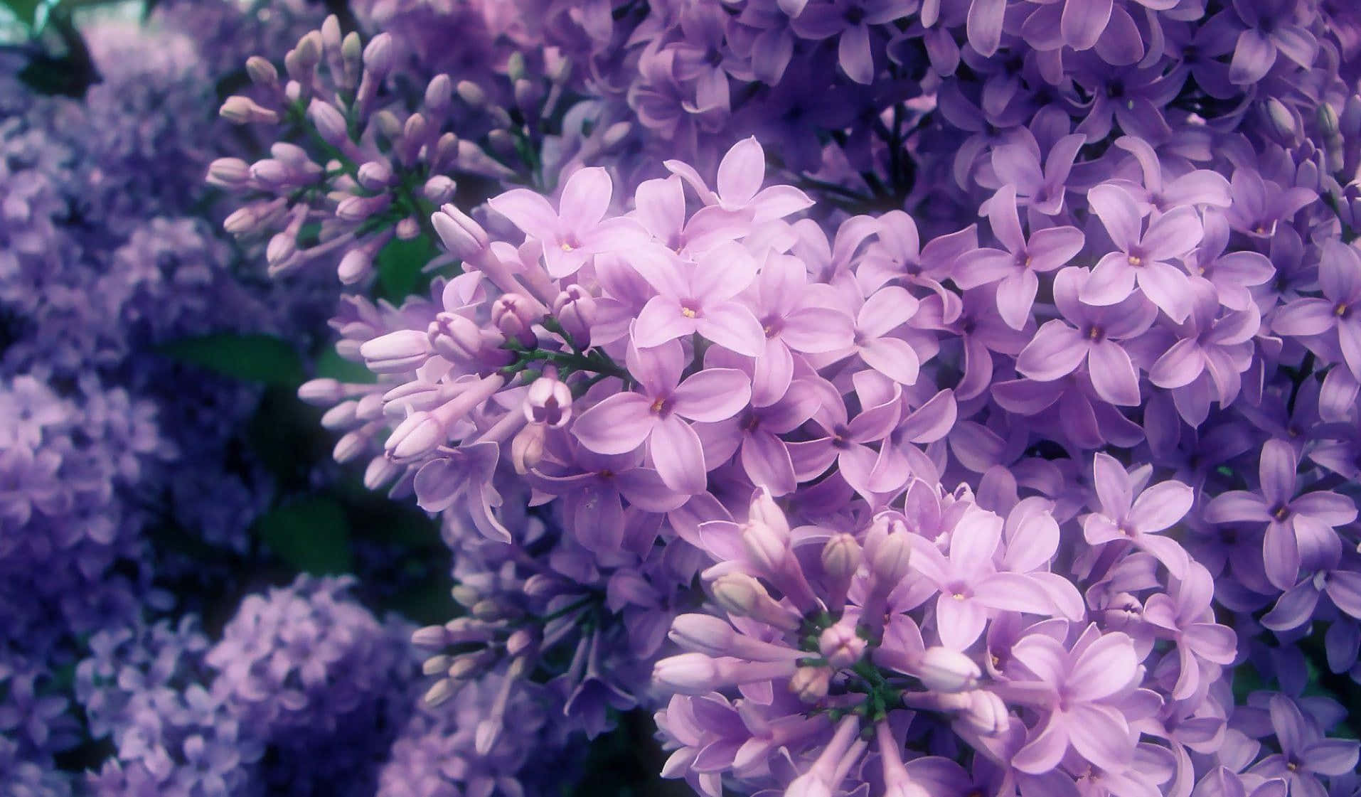 Lilac Color Background Wallpaper