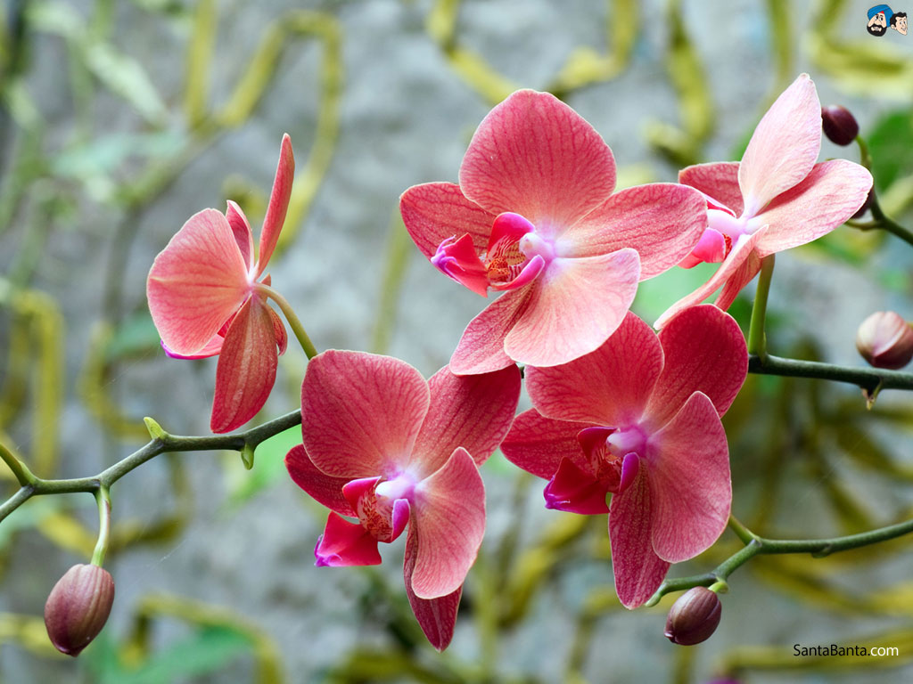Orchids HD Wallpaper