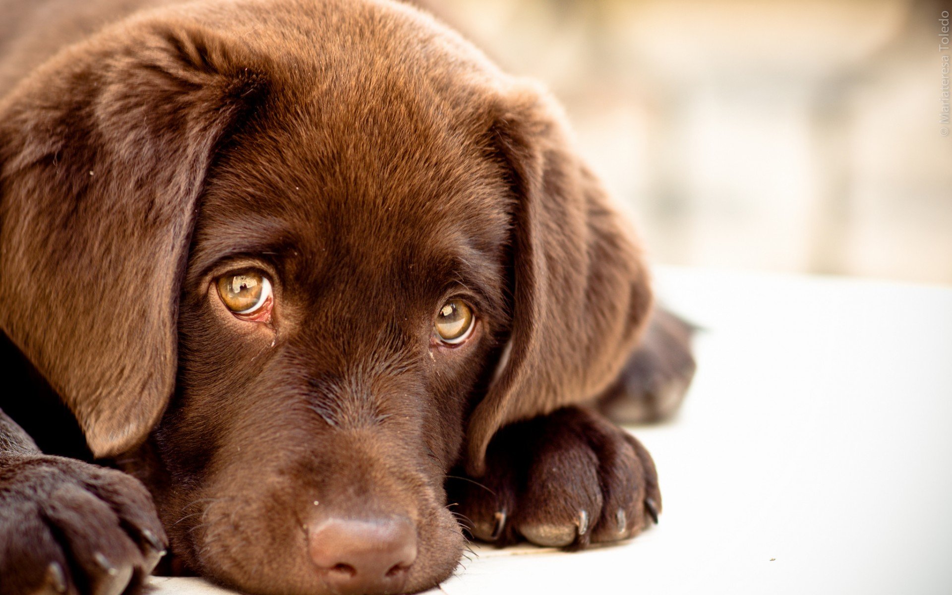 Labrador HD Wallpaper