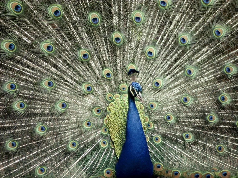 India Peacock Indian Blue Wallpaper