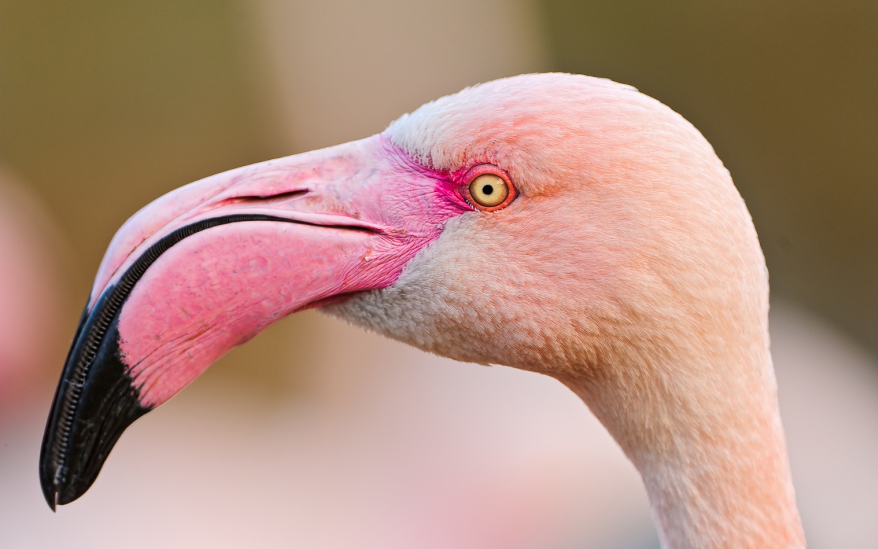 Animals Zoo Park Flamingo Wallpaper Pink Birds
