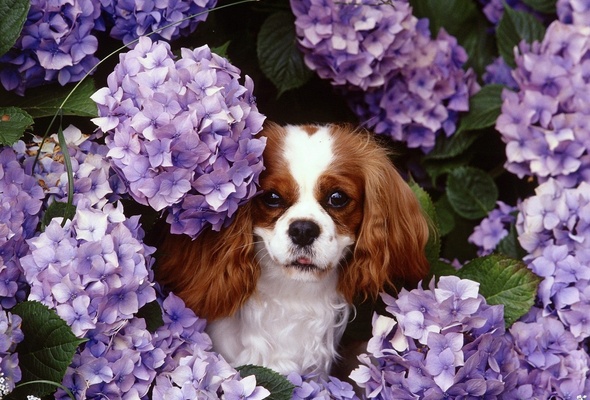 Wallpaper flower spring Syringa lilac dog desktop wallpaper 590x400