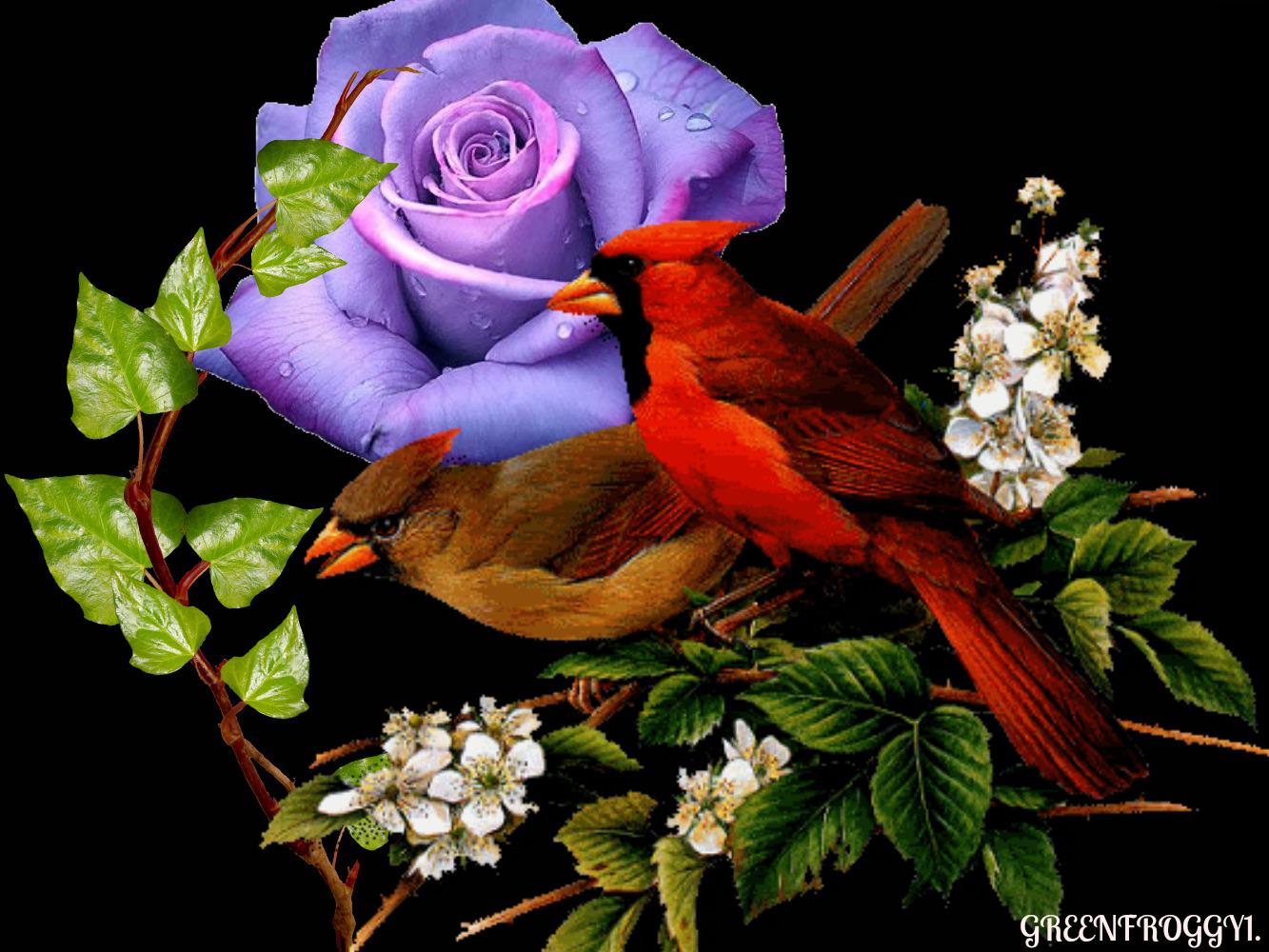 Birds With Rose High Quality And Resolution Wallpaper