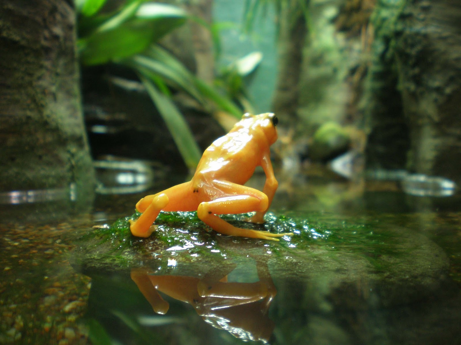 Funny Frogs HD Wallpapers Wallpapers pictures images 1600x1200