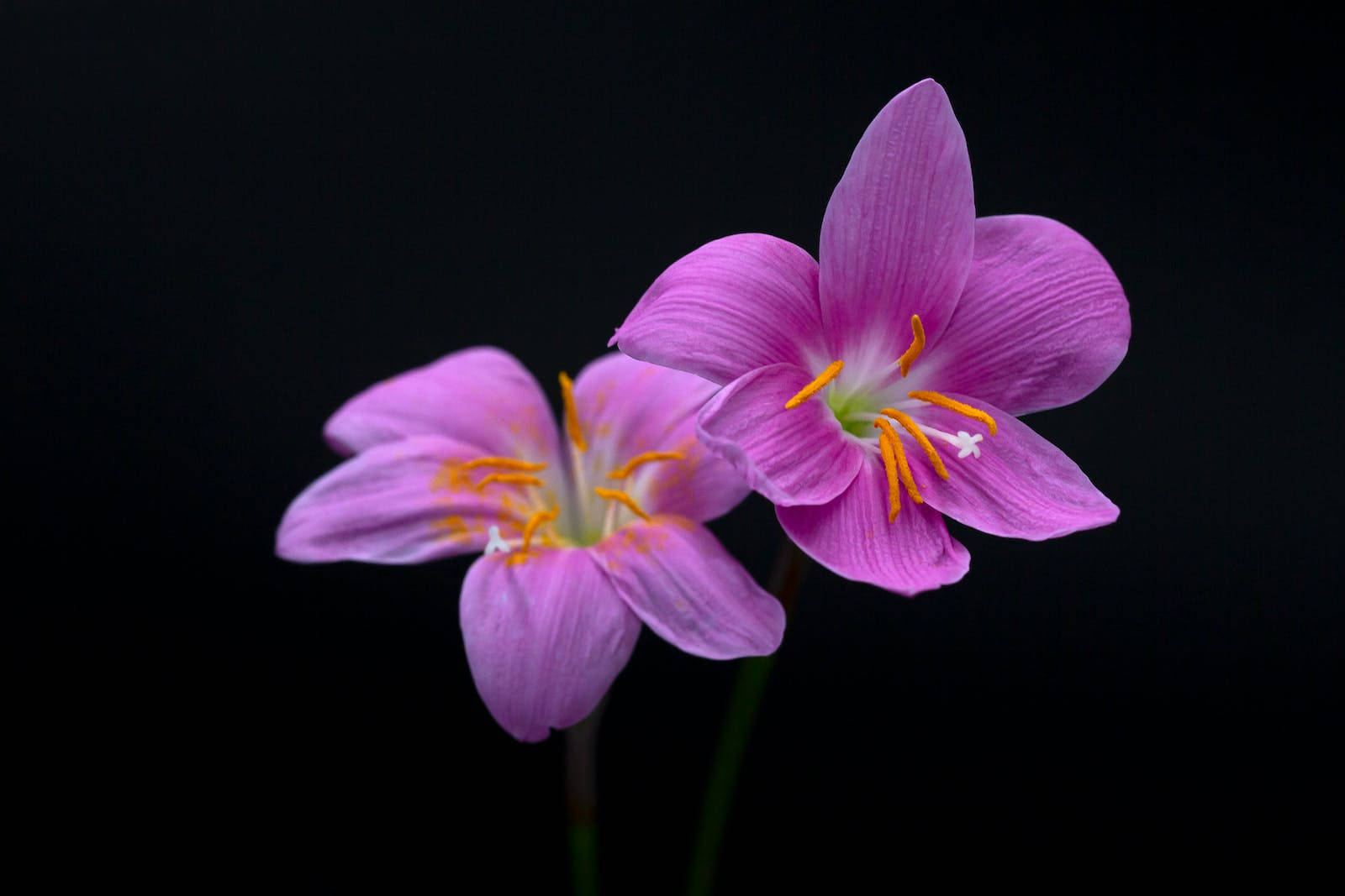 Real Floral HD Wallpaper
