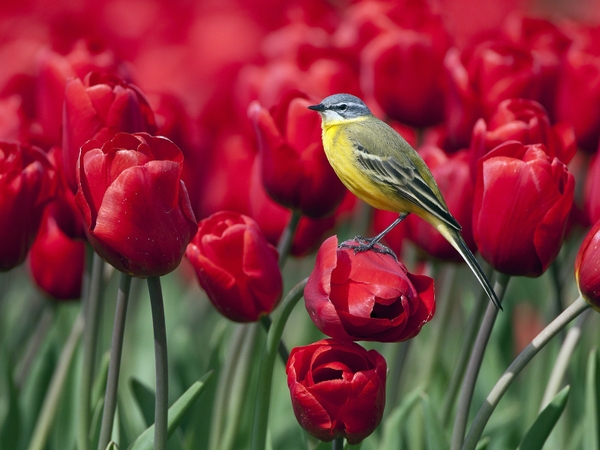Flowers Birds Tulips Wagtails Wallpaper