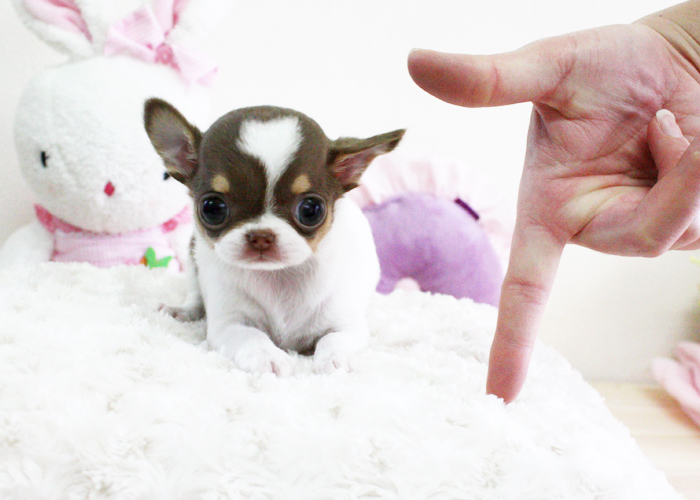 Chihuahua Teacup Puppy For Sale Micro