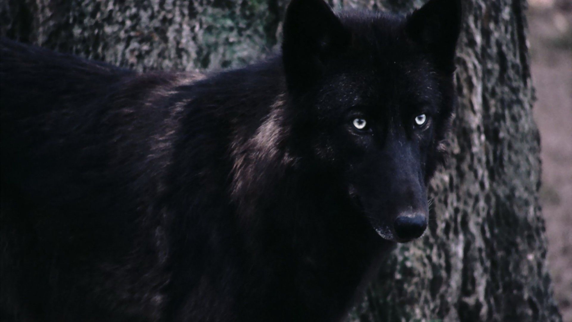 Black Wolf HD Wallpaper 1080p Wallpapercharlie