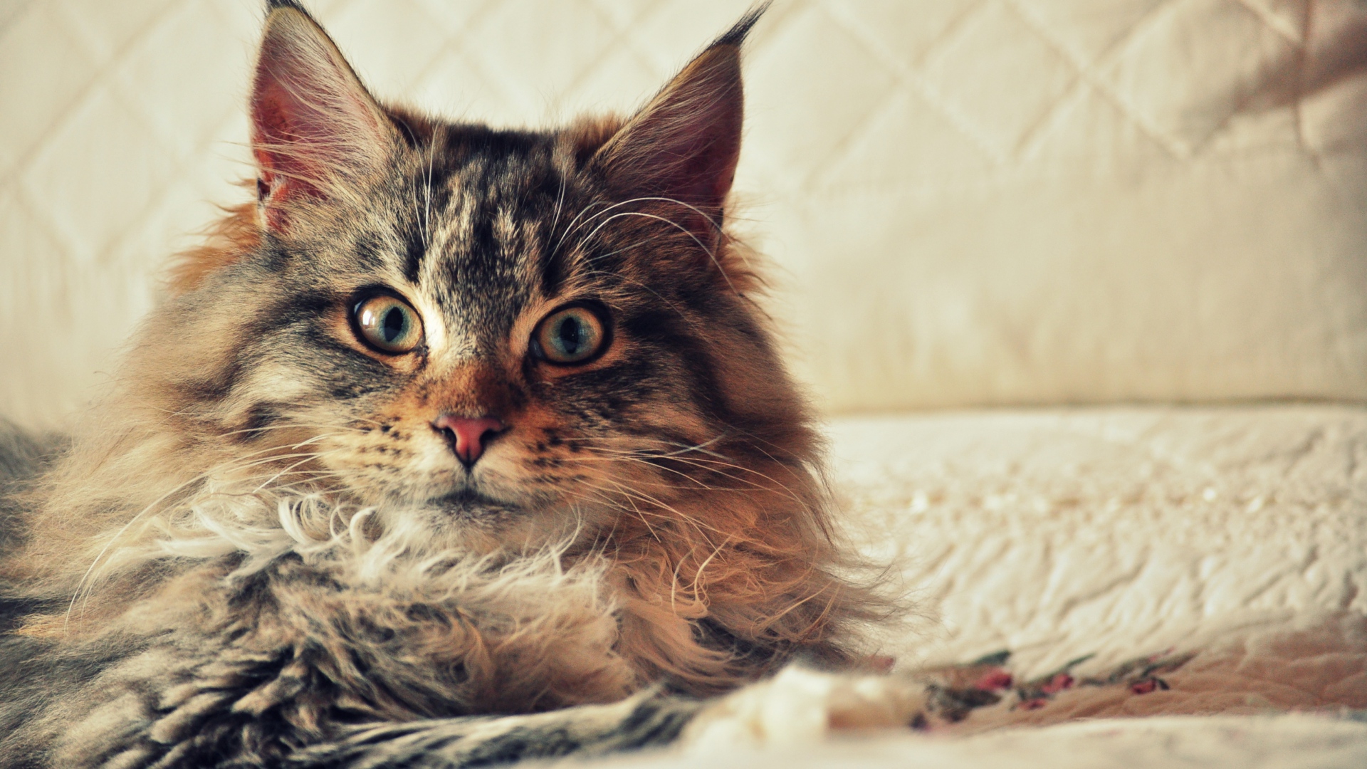 IB26 HD Quality Maine Coon Cats Wallpapers Maine Coon