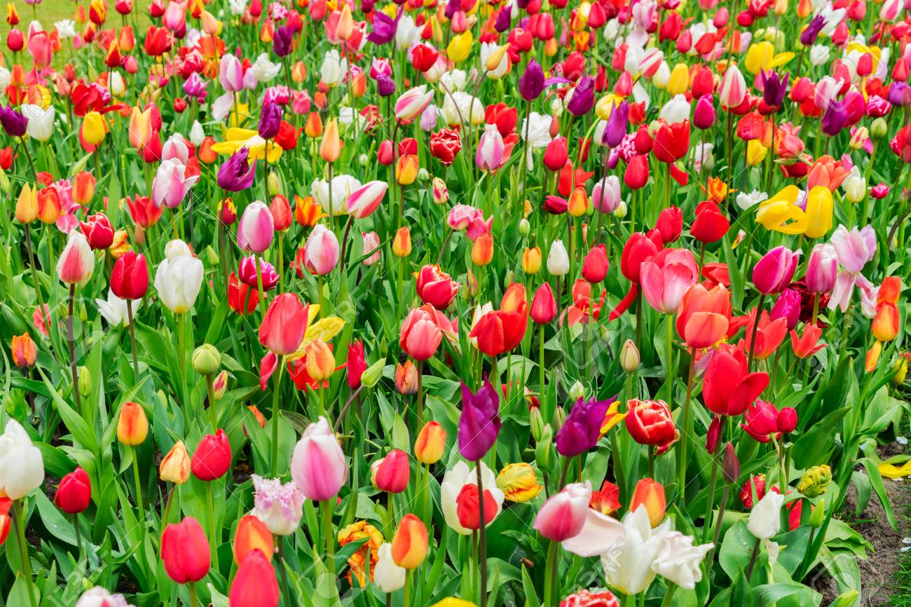 Molticolored Mix Of Tulips Flowers Garden Flowerbed Background