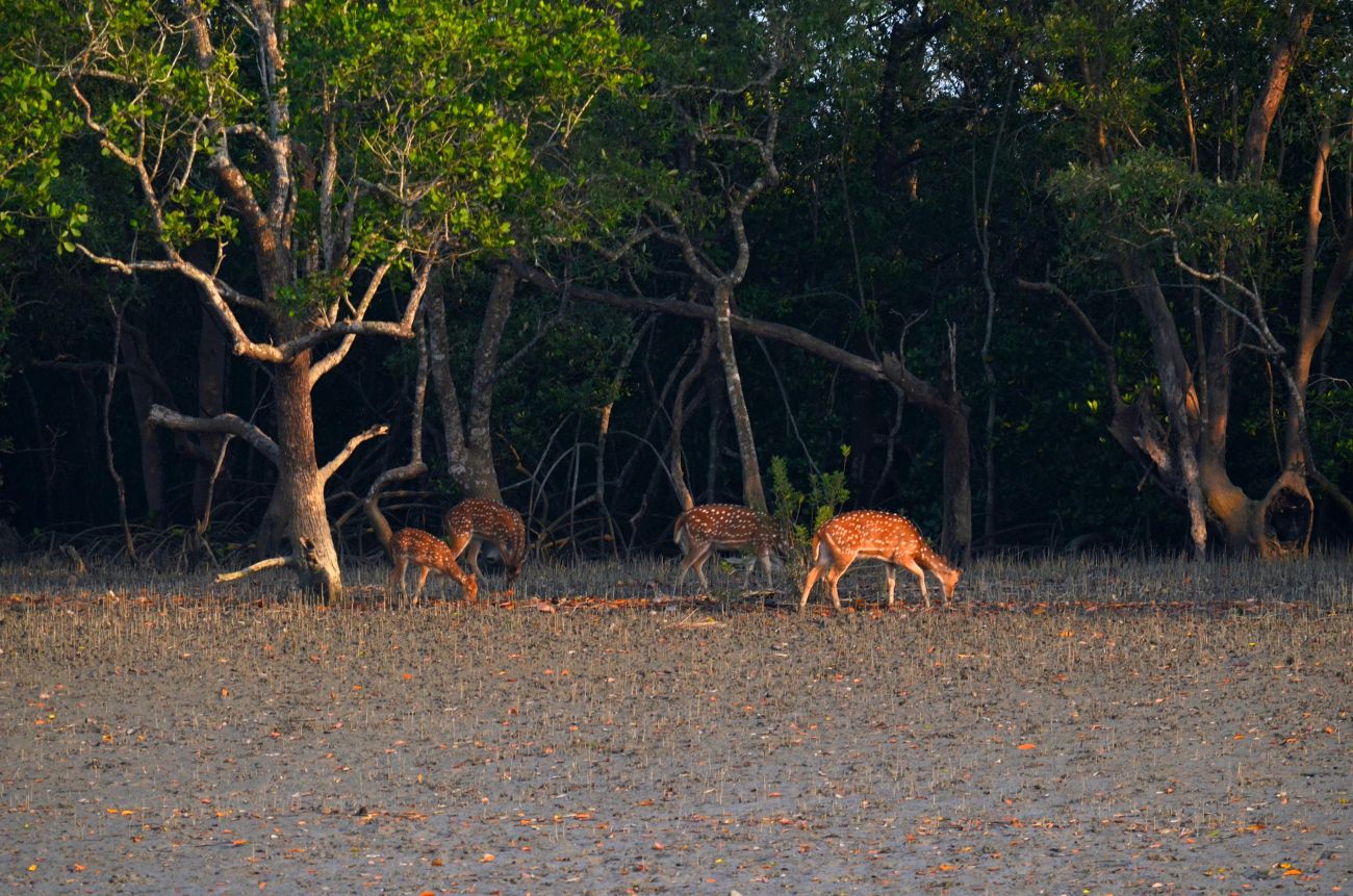 Sunderbans Photos High Resolution Pictures Holidayiq