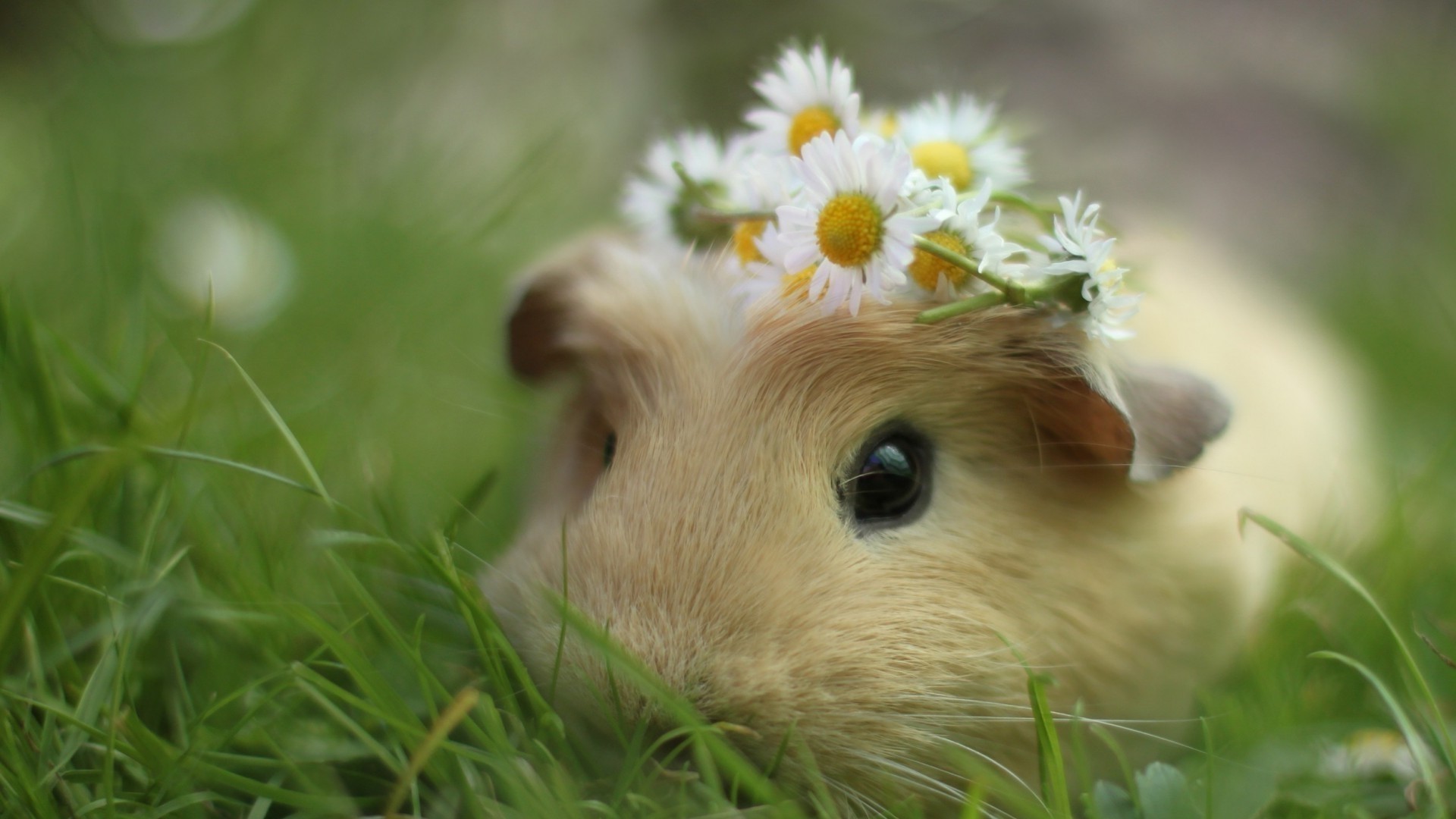 Free download 28 Cute Animal Wallpapers [1920x1080] for your ...