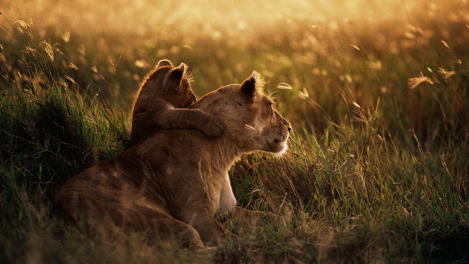 African Lion Full HD Desktop Wallpaper 1080p
