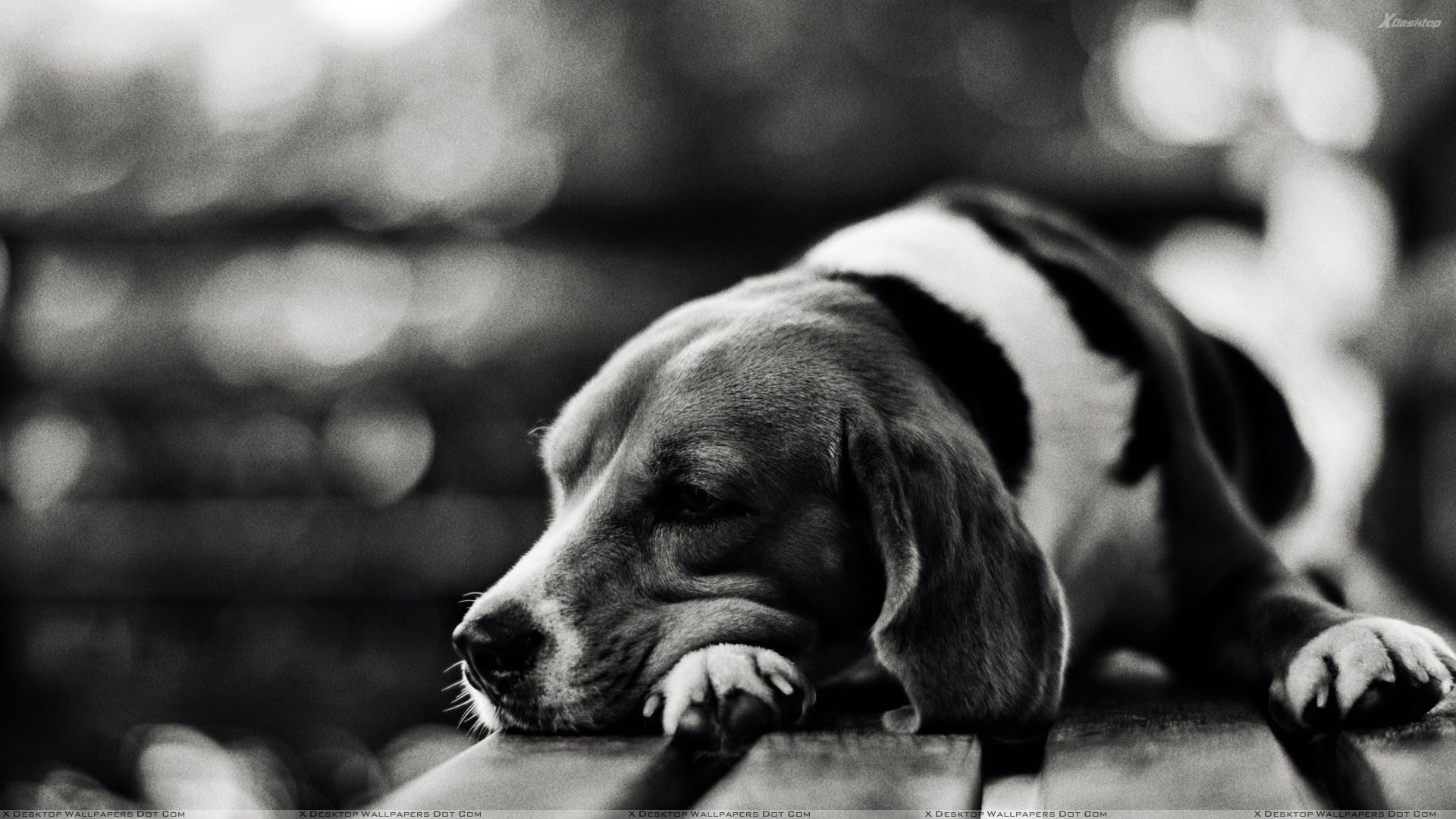 Cute Dog Sleeping Black N White Picture Wallpaper
