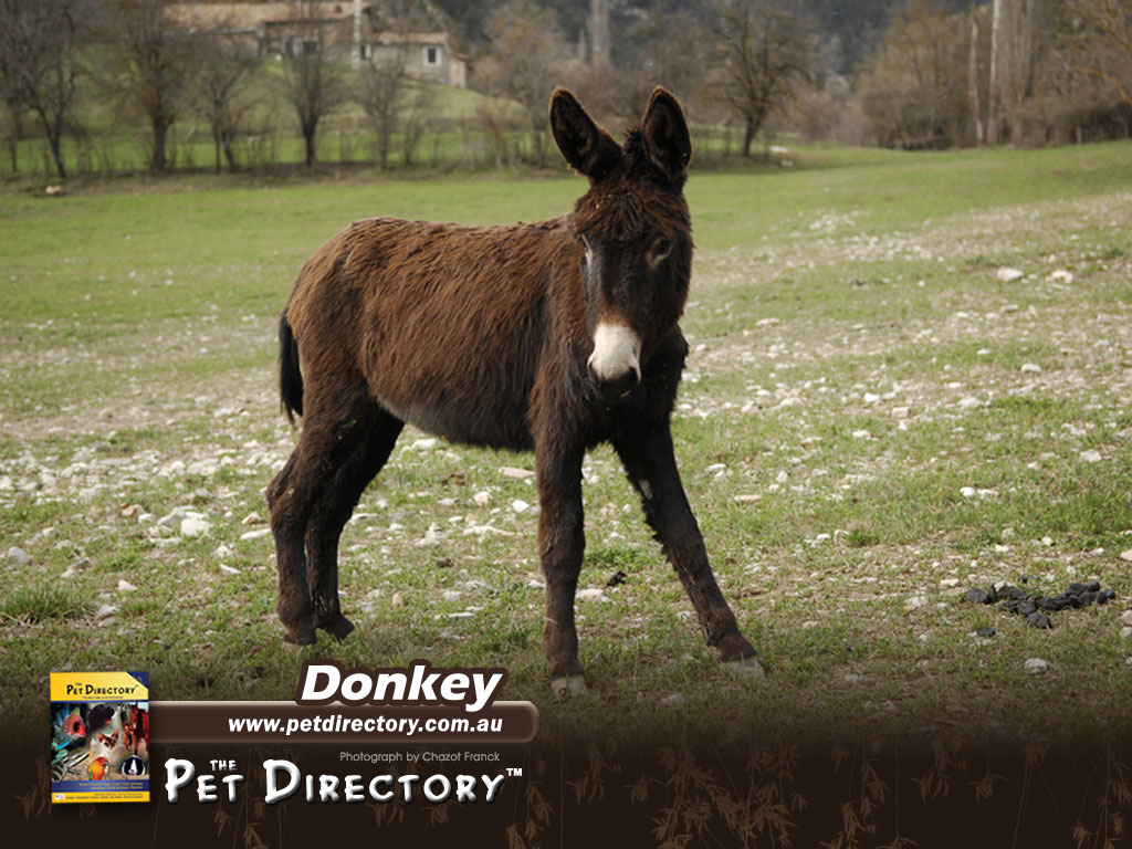 Animal Desktop Wallpaper Donkey