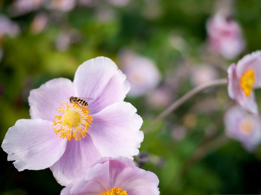 Wallpaper Flower And Insects Hoverfly On A Pink Work Hard