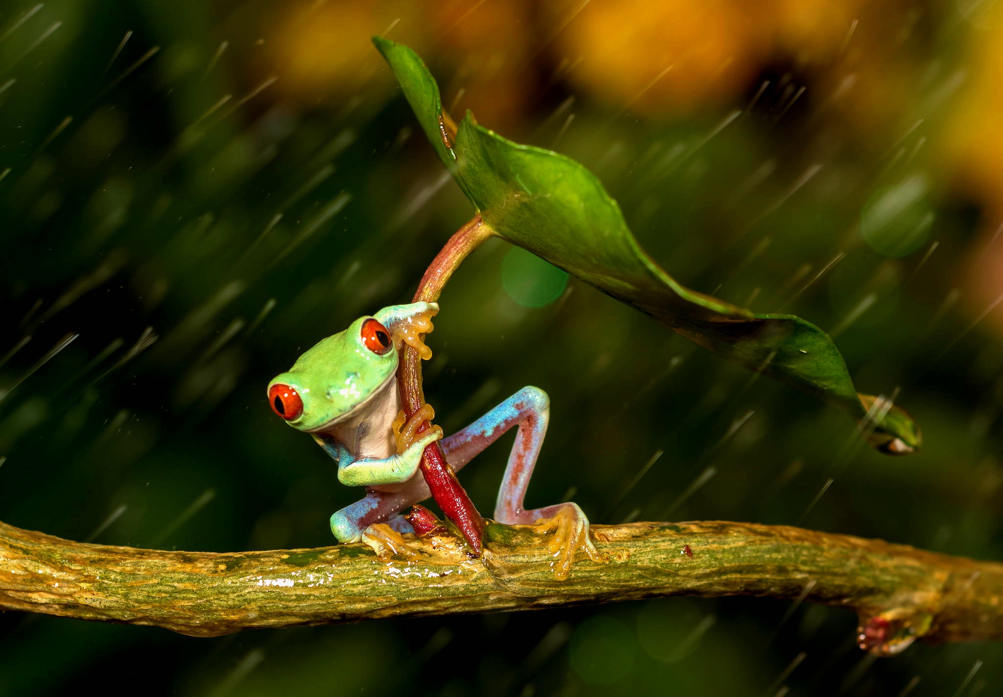 Cute Frog Wallpapers High Definition with High Definition