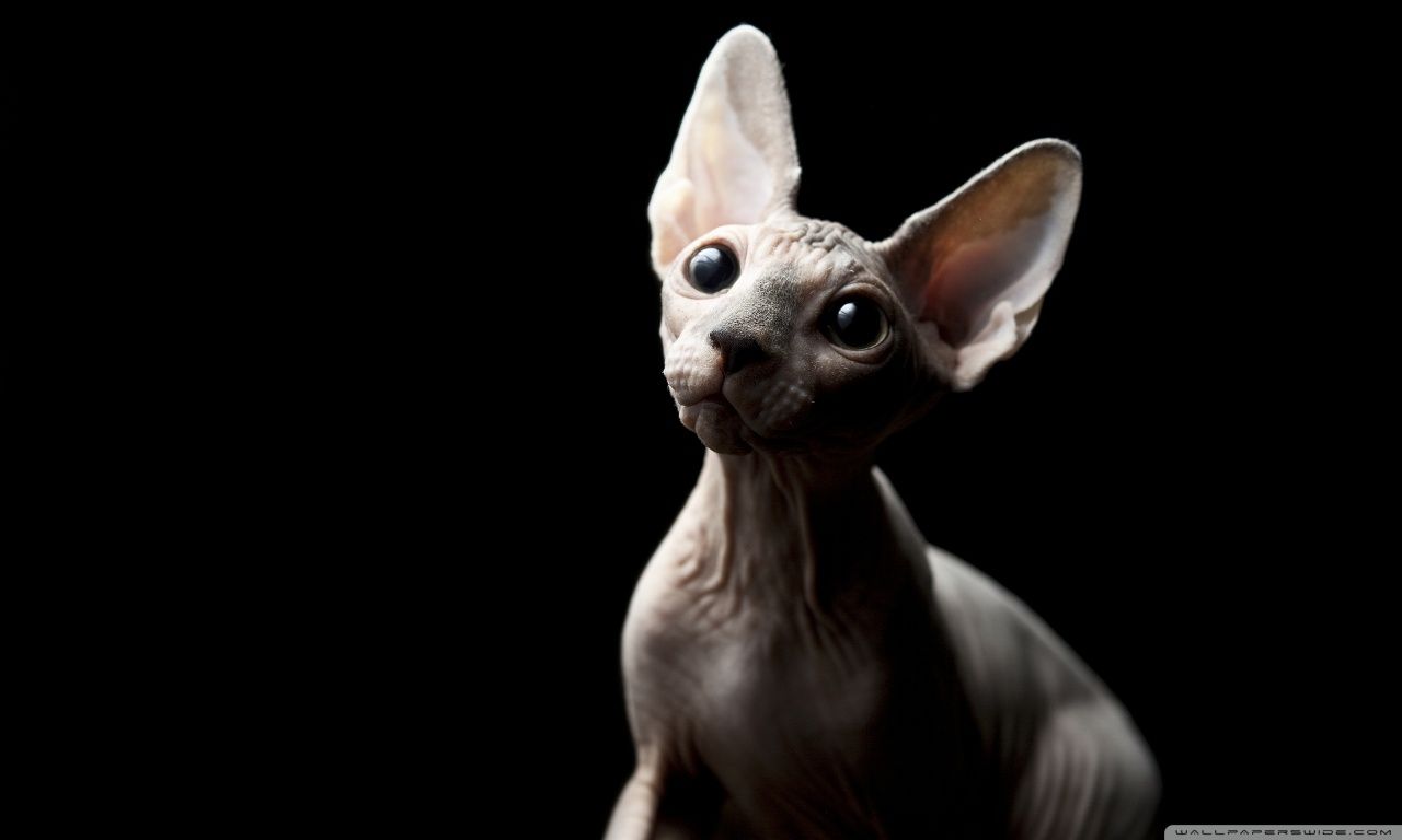 Cat Sphynx Wallpaper Jpg With Image