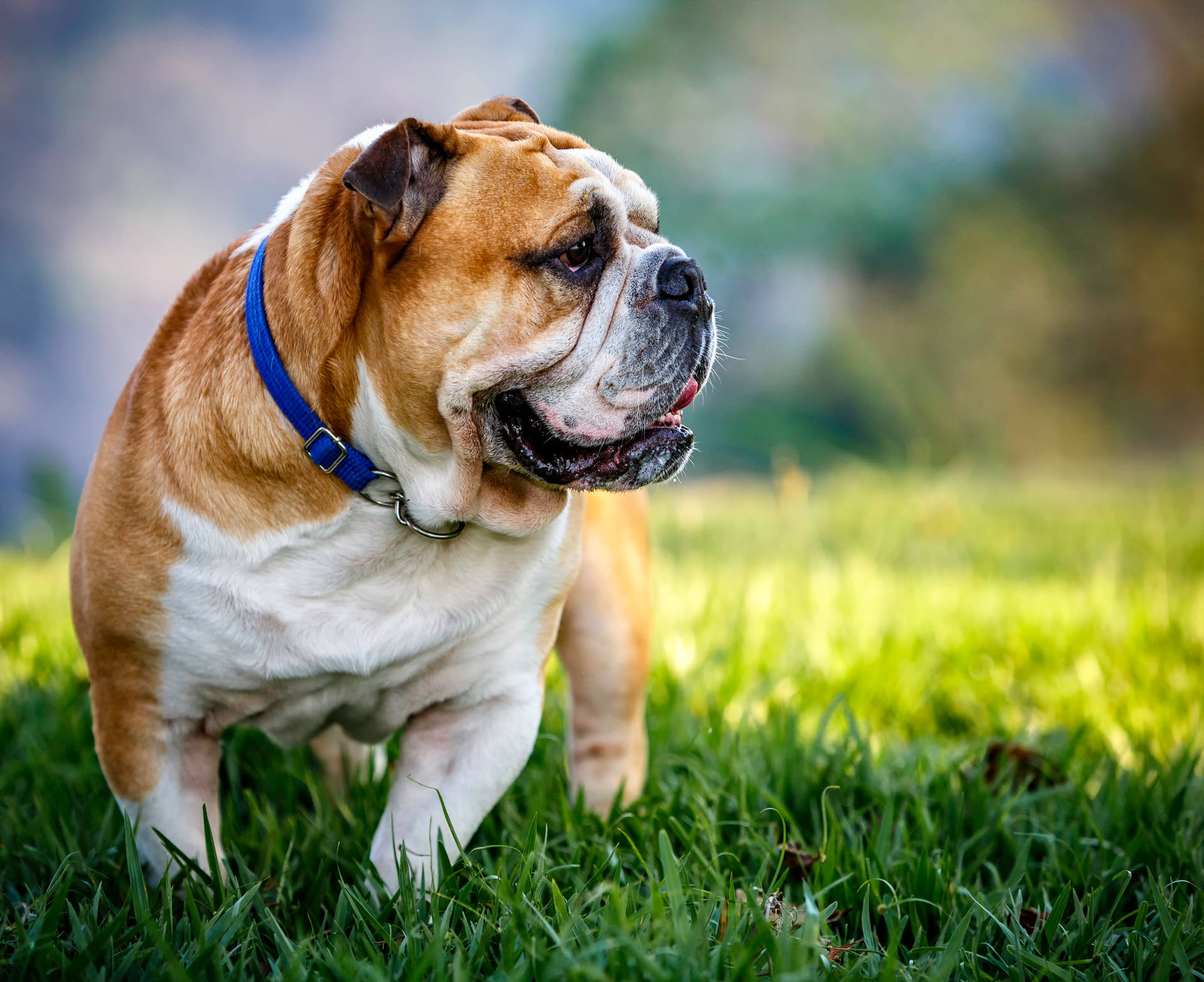 English Bulldog Wallpaper