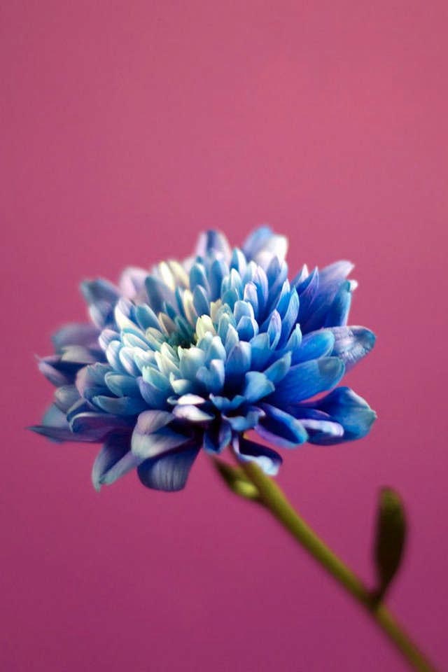 High Quality Flower iPhone Wallpaper Background Photos