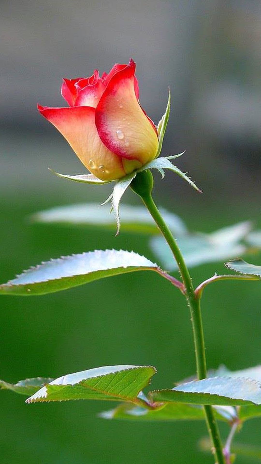 Close Up Photo Of Fresh Red And White Rose Flower For Smartphone Wallpaper