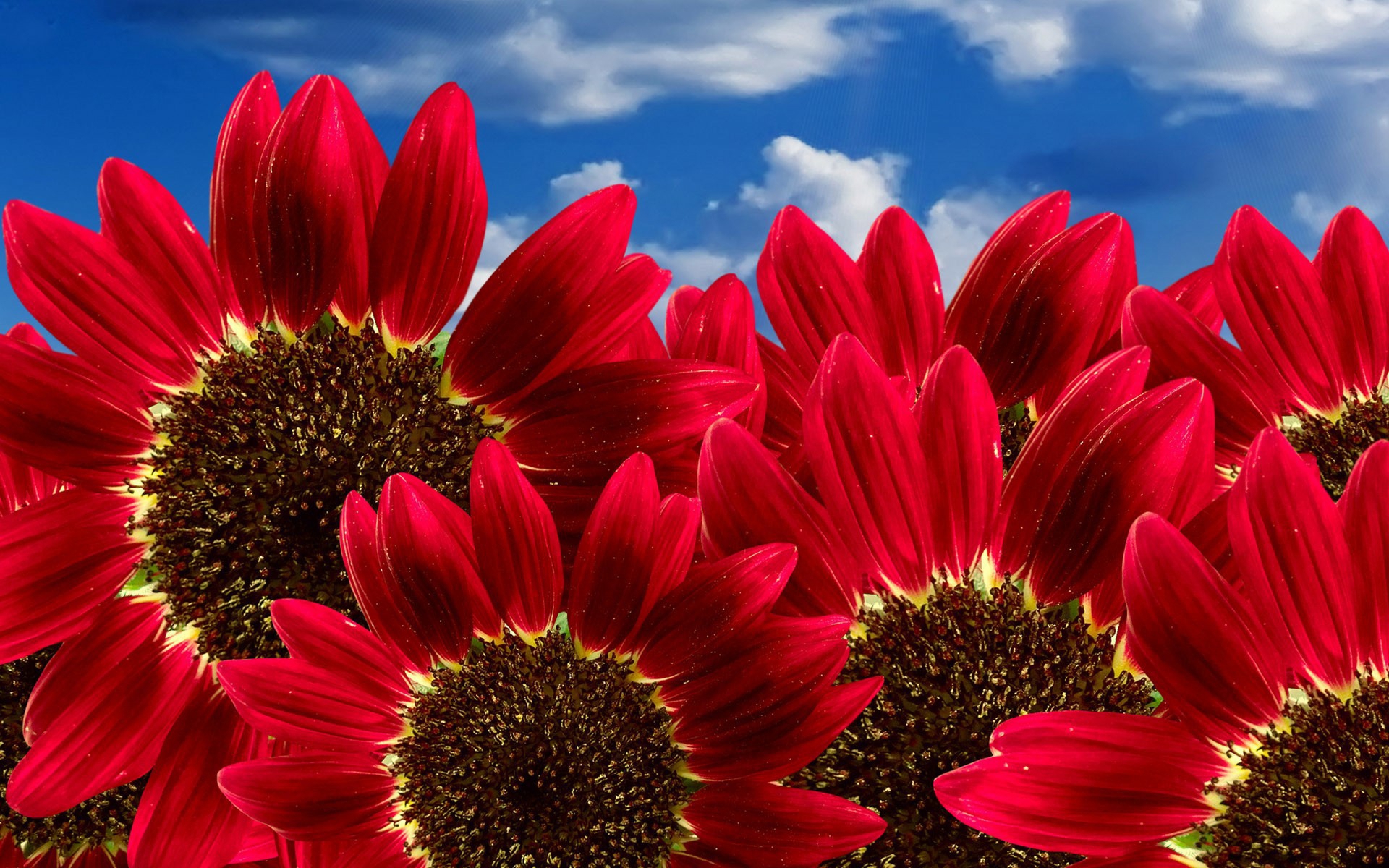 Nature Flowers Wallpaper Image Photos Picture