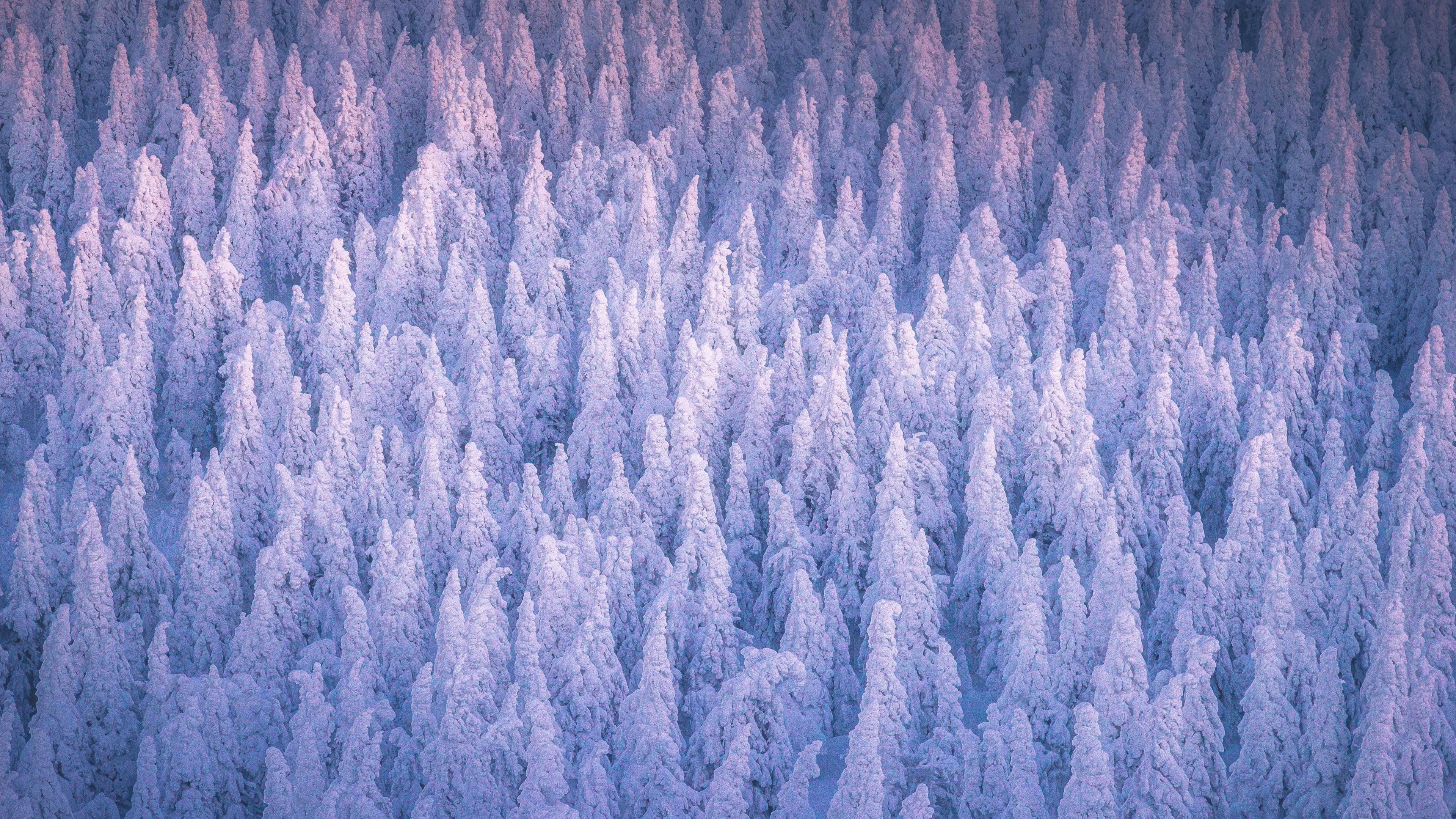 Snow Covered Forest 4k Wallpaper High