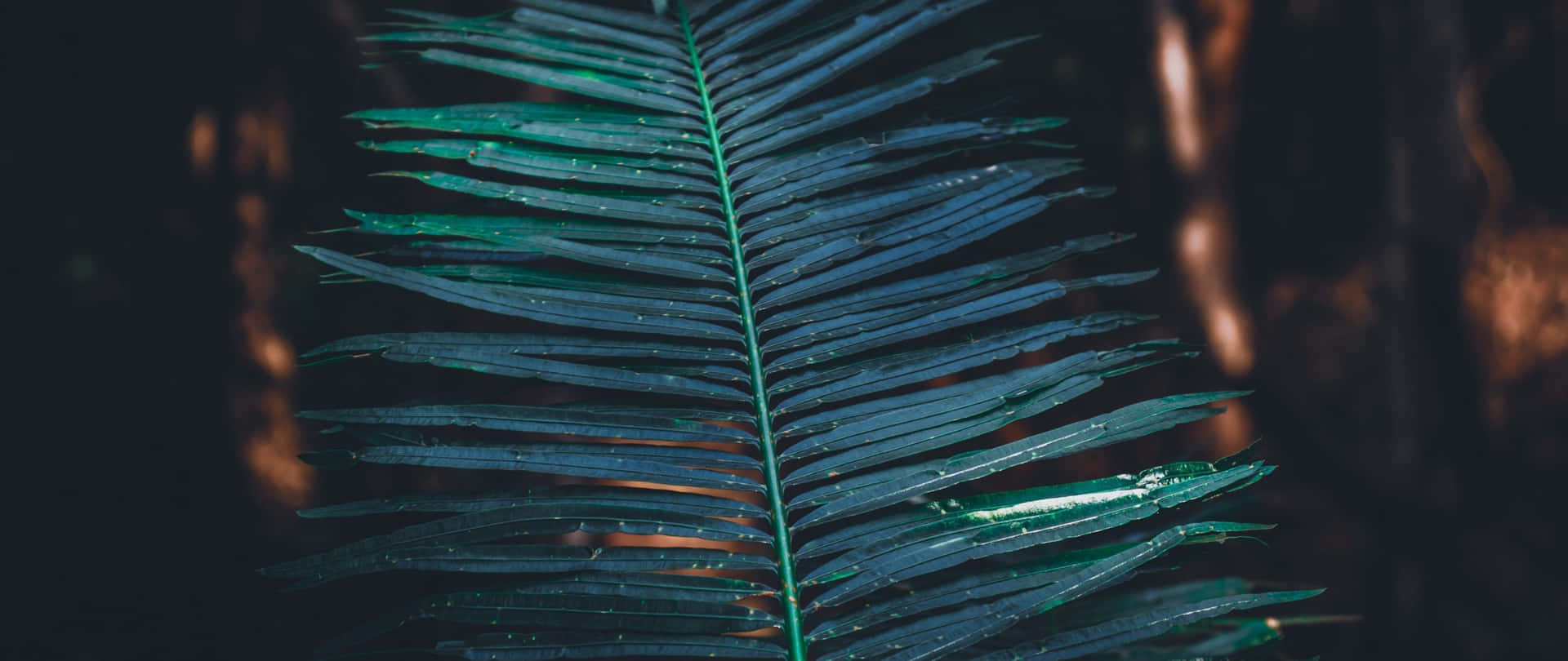 Tropical Leaves Desktop Wallpaper