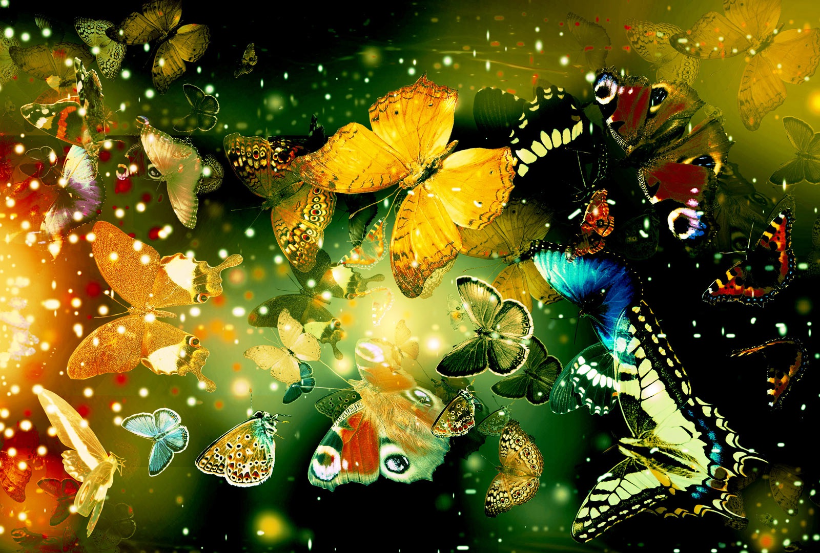 Butterfly Wallpaper Background Image