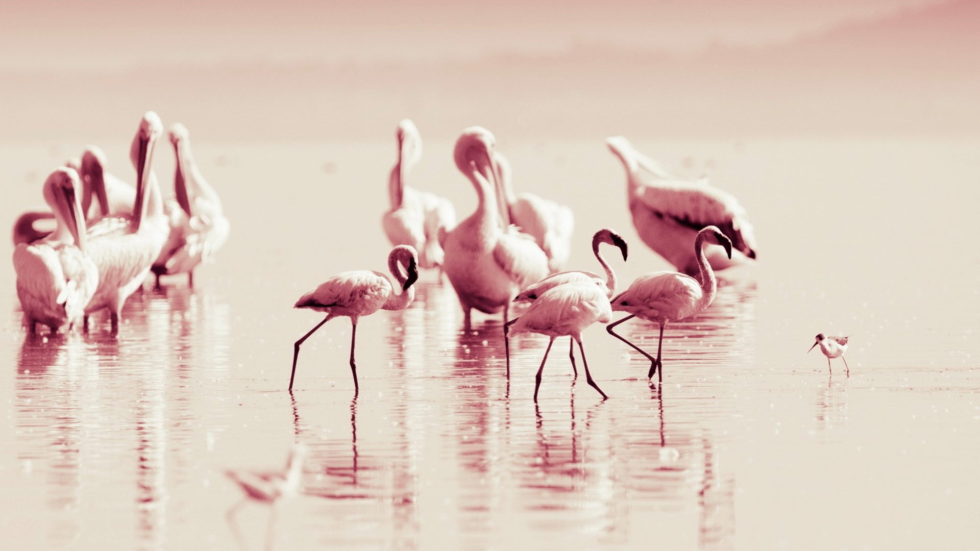 Flamingo Screen Wallpaper Pictures To Pin