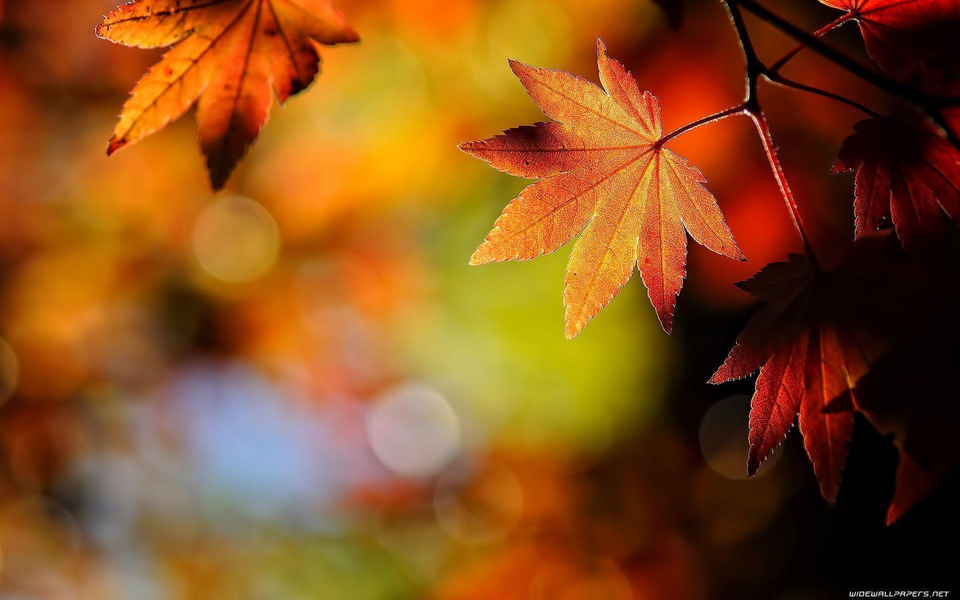 Autumn Leaves Desktop Wallpapers 1920x1200