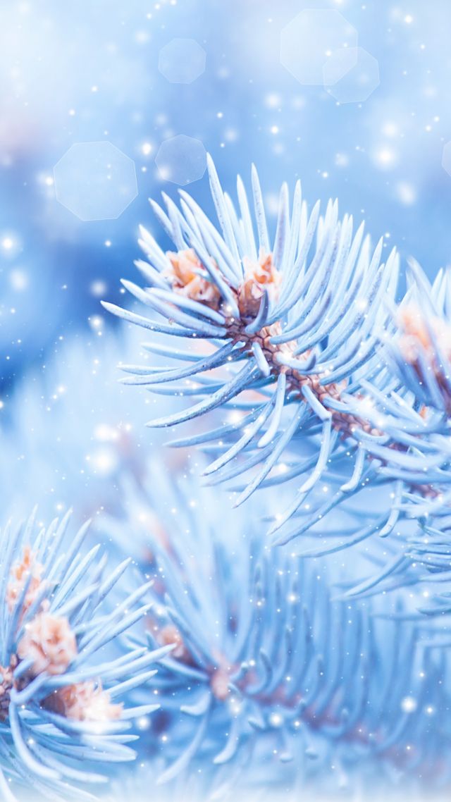 Wallpaper Fir Tree 5k 4k Christmas Winter Blue