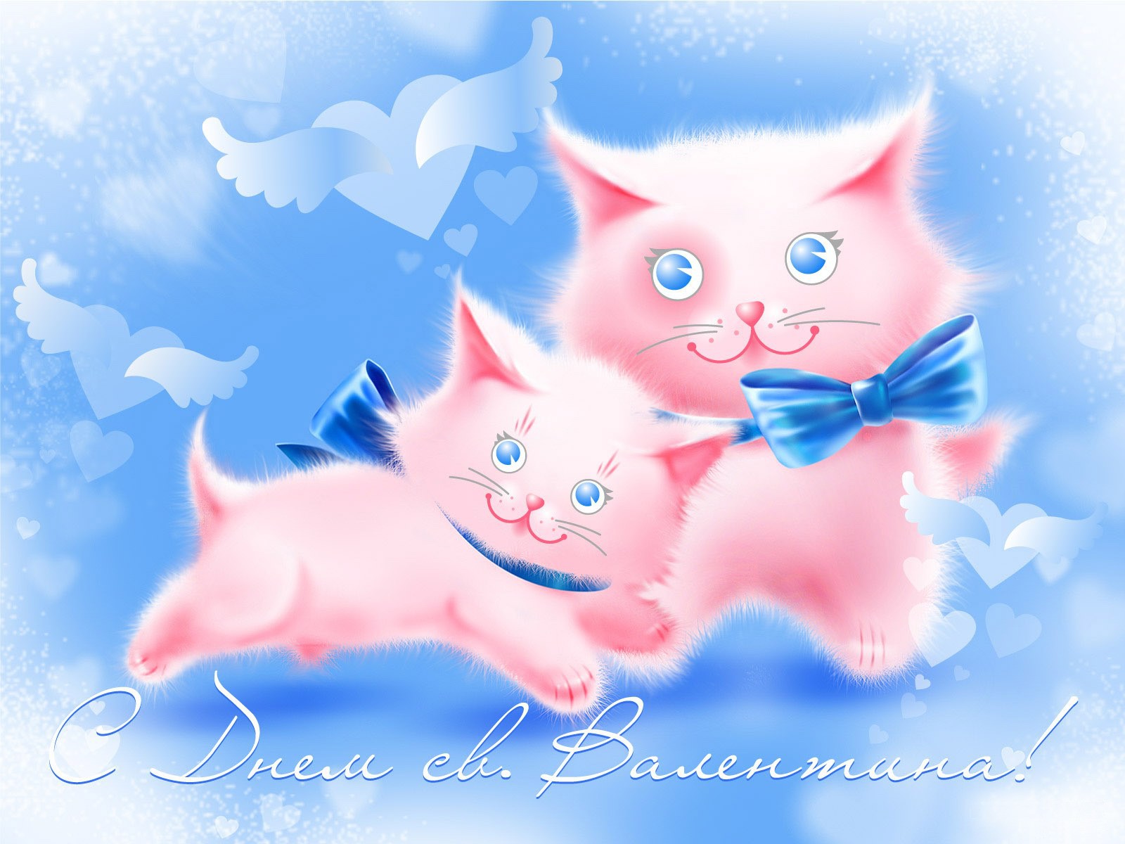 Cat On Valentine S Day February Wallpaper And Image