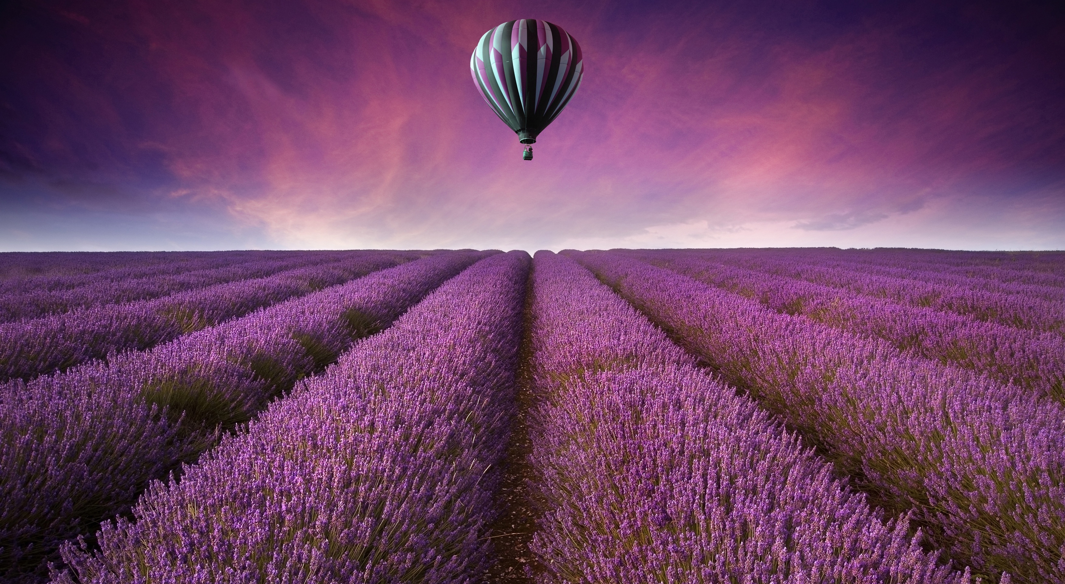 Lavender Fields Wallpaper