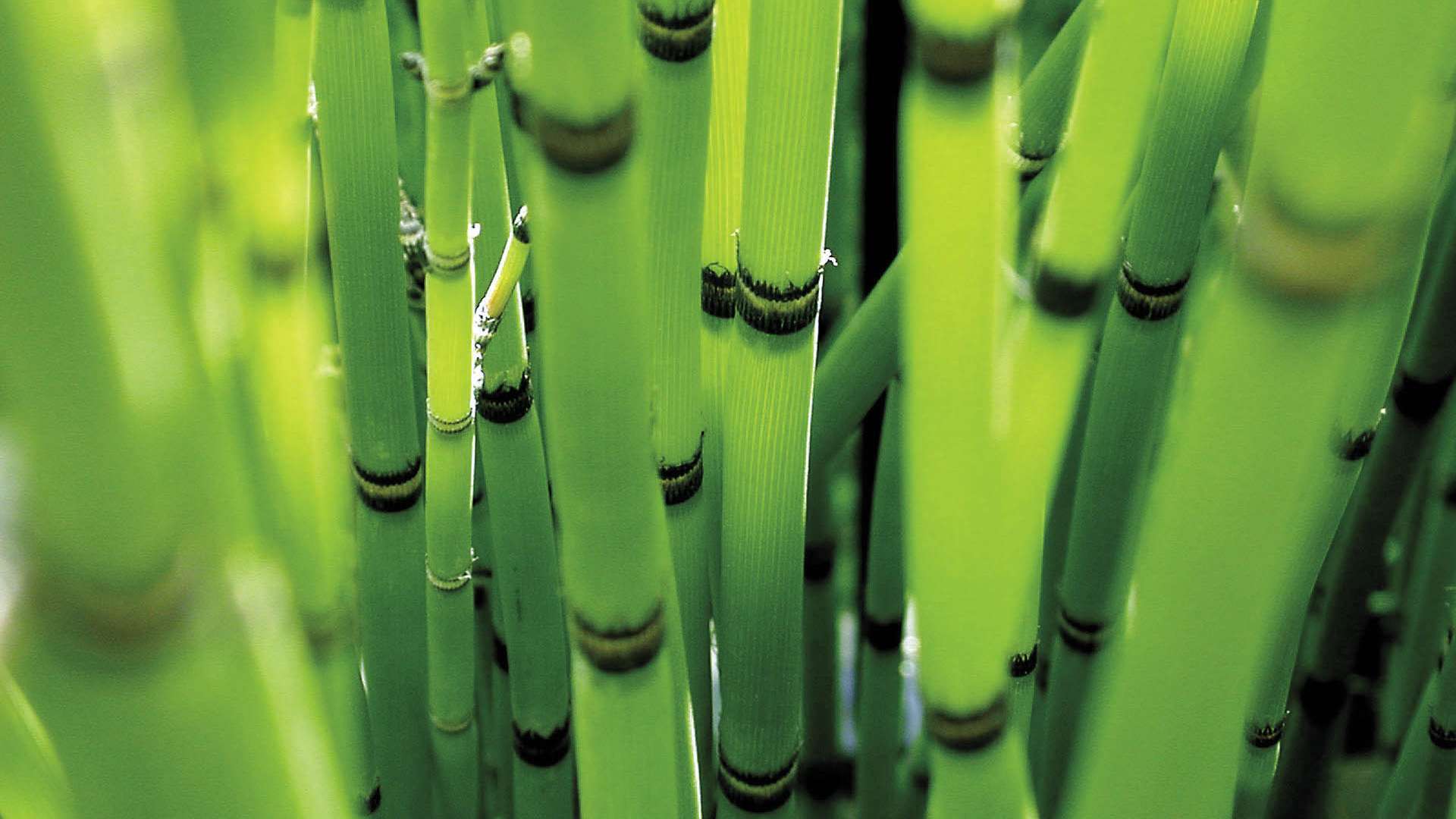 Bamboo HD Wallpaper FullHDwpp Full
