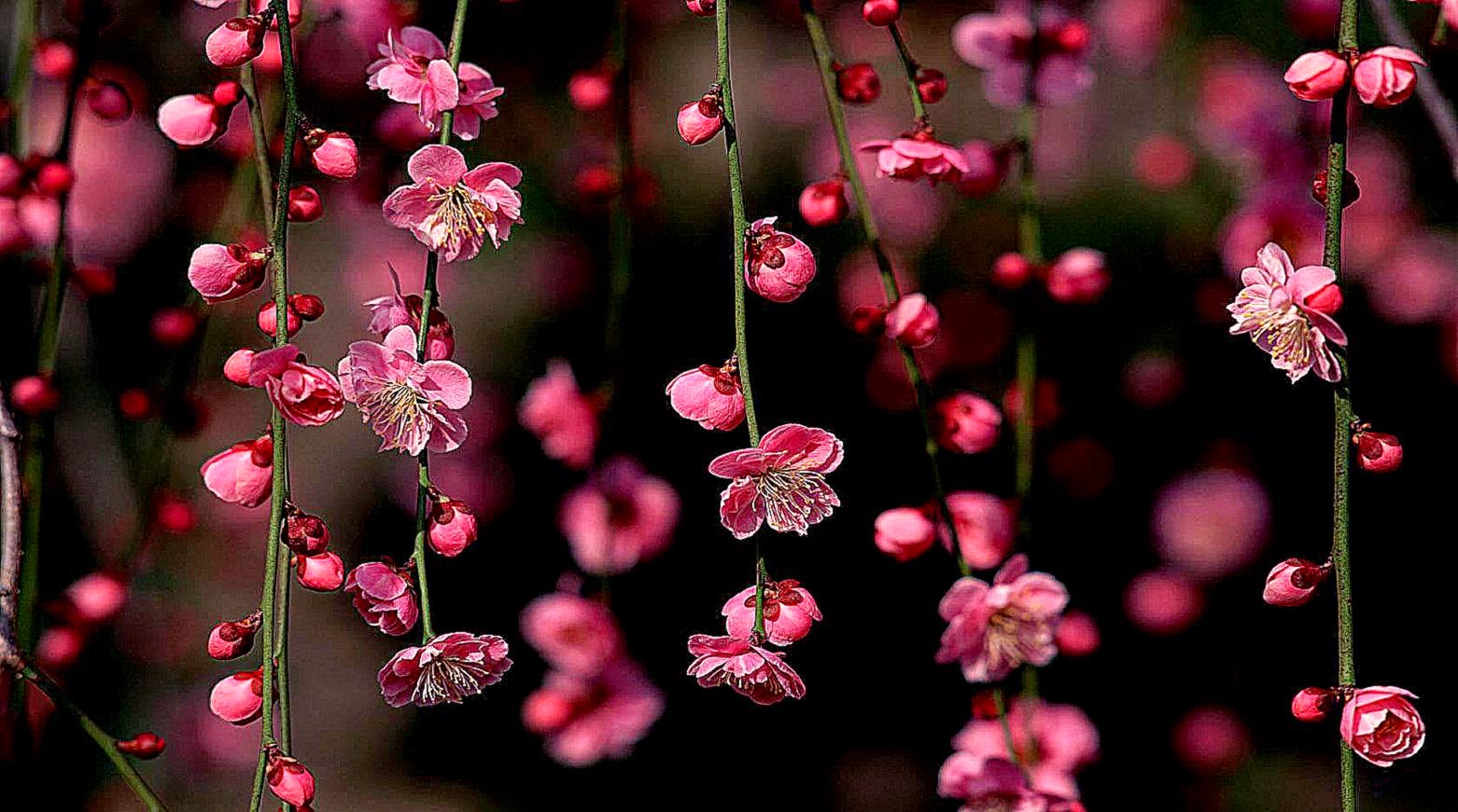 Spring Flowers Desktop HD Wallpaper 1920x1080p