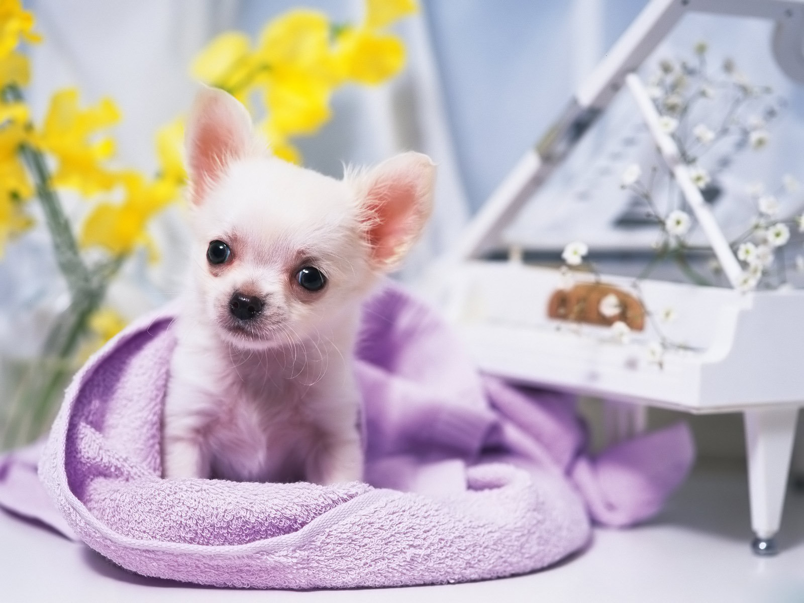 Chihuahua All Small Dogs Wallpaper
