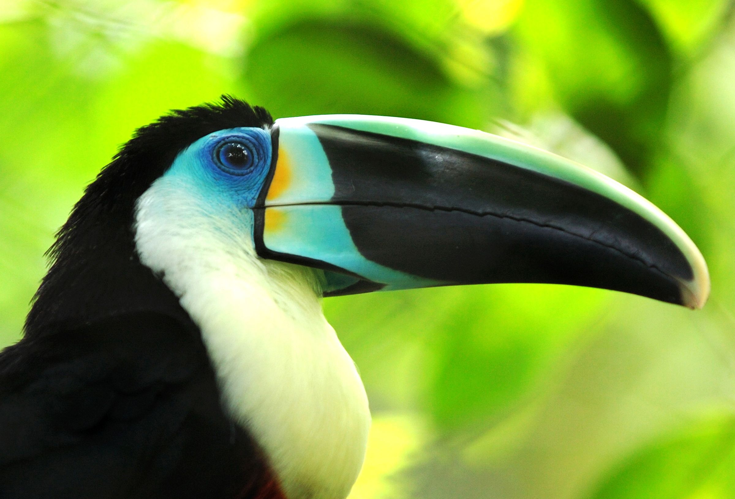 Toucan HD Wallpaper And Background