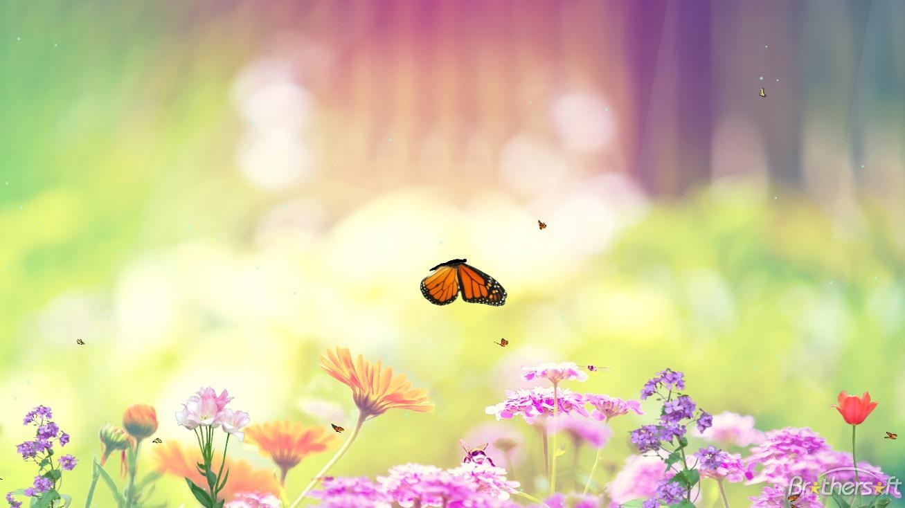 Free Butterfly Paradise Screensaver Butterfly Paradise Screensaver