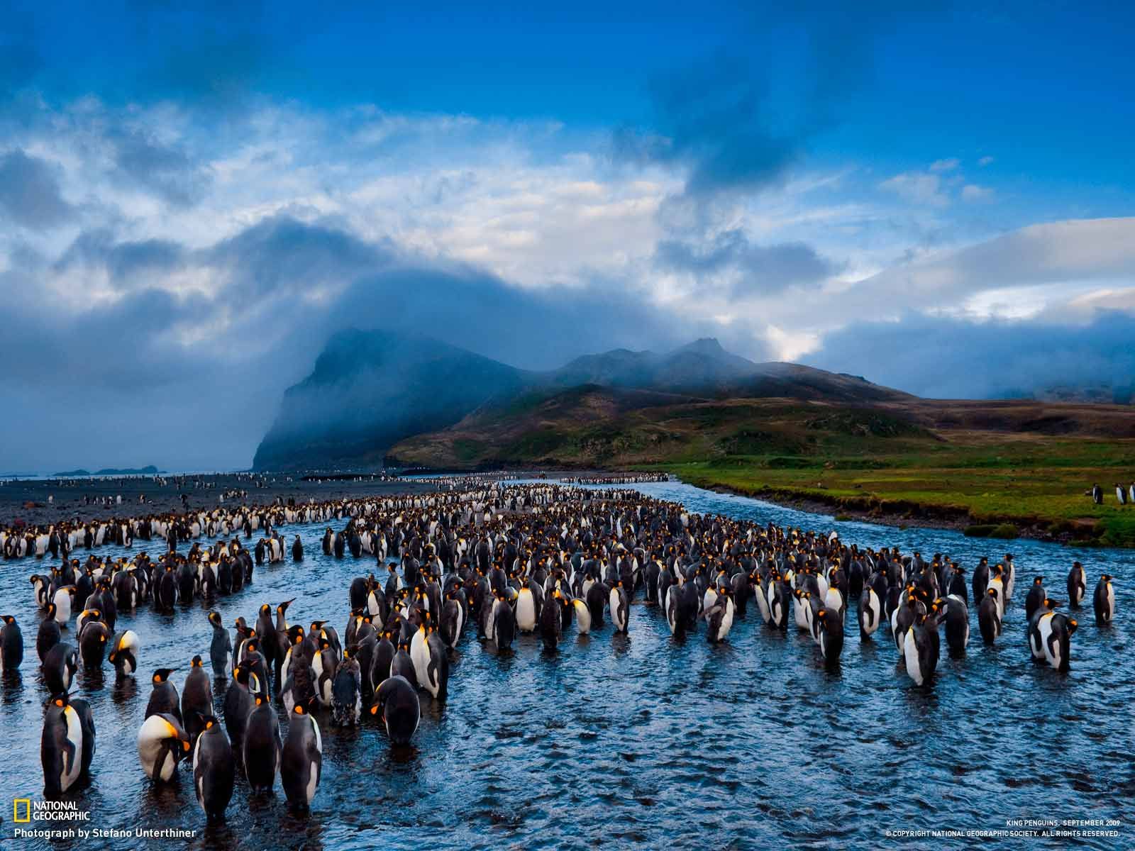 Annelie H Gild On Penguin Love National Geographic