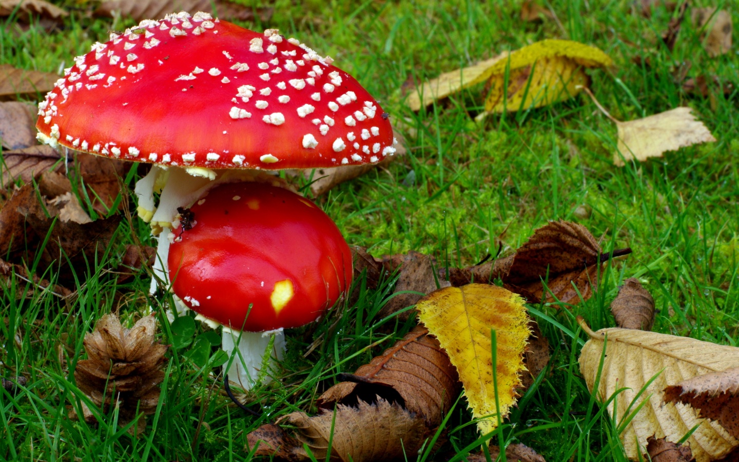 Epic Red Poisonous Mushrooms HD Wallpaper Desktop Background