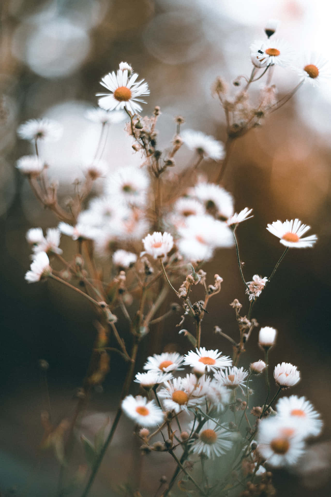 Wildflowers Je6l1xbrnc7l9lk2 Wallpaper