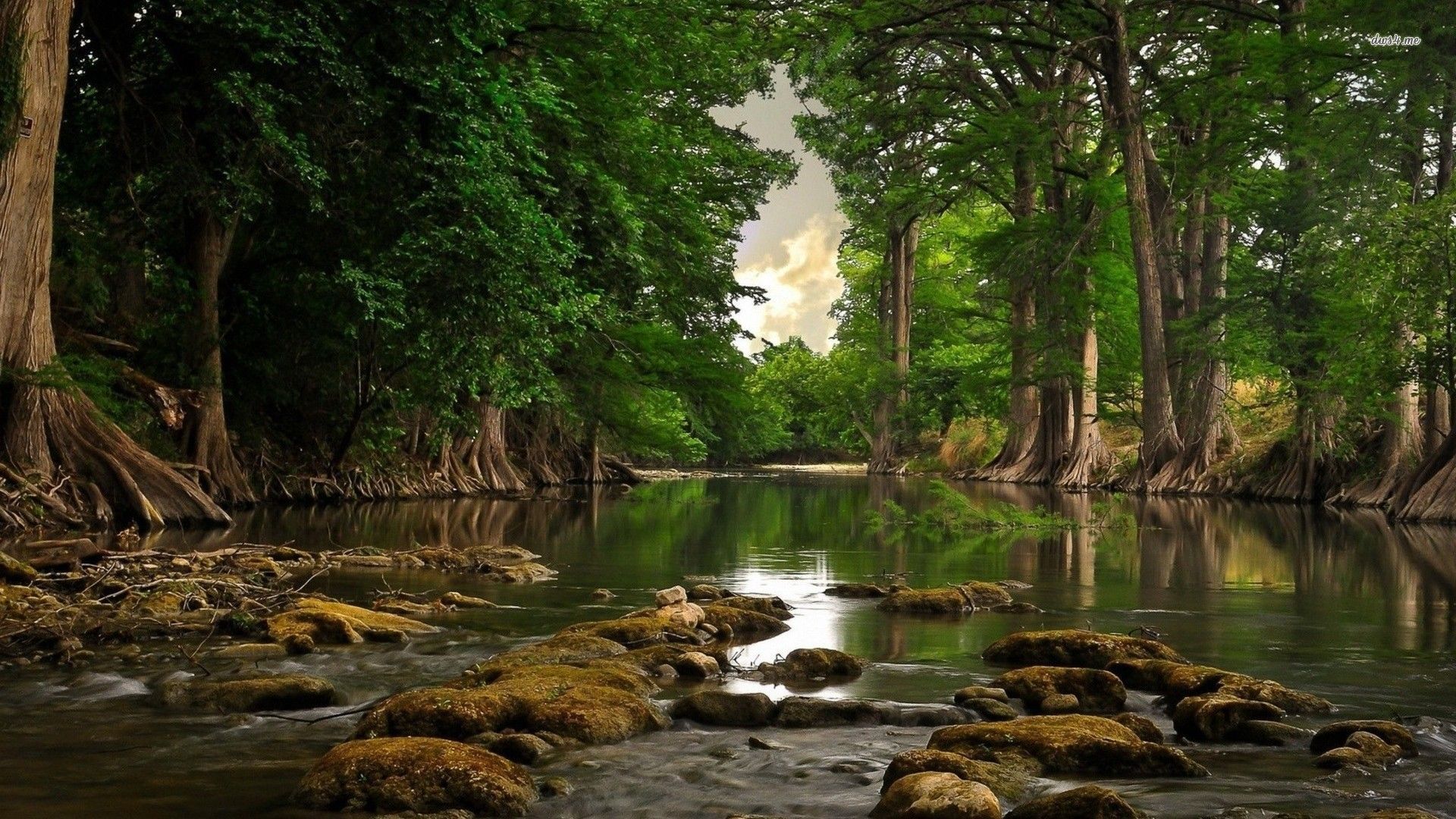 Forest River Wallpaper Top Background