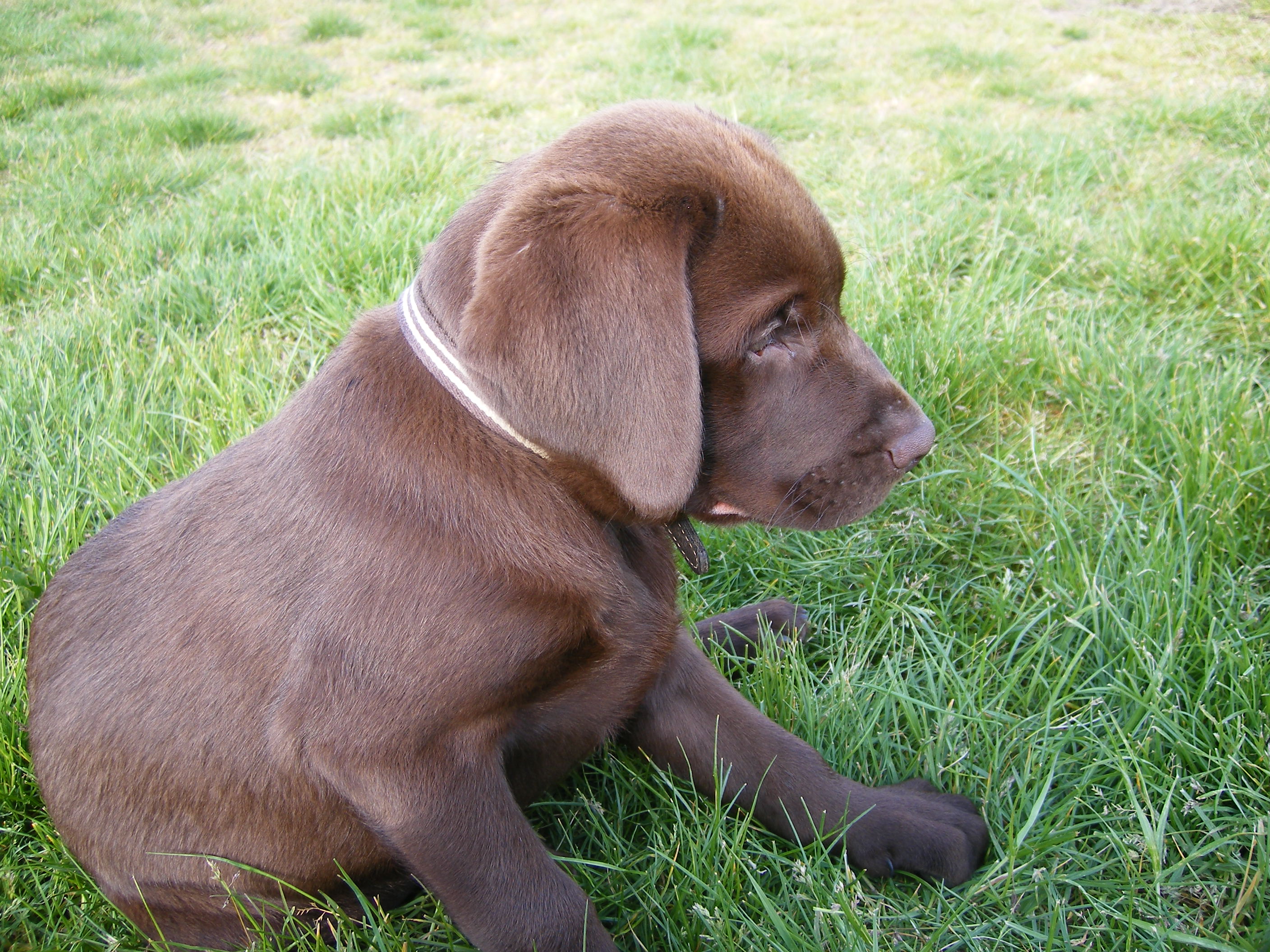 Chocolate Lab Puppies Images TheCelebrityPix