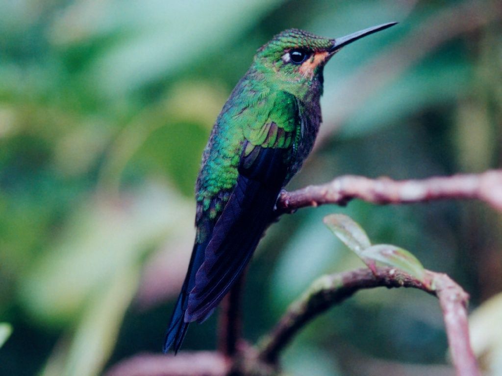 Large Green And Brown Monteverde Hummingbird Hummers